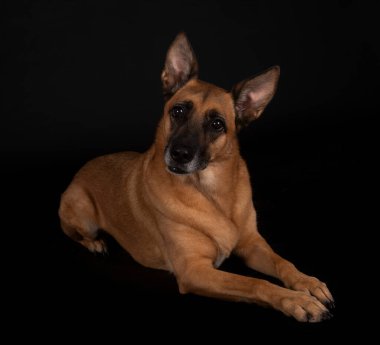 Siyah arka planda Belçikalı çoban