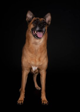 Siyah arka planda Belçikalı çoban