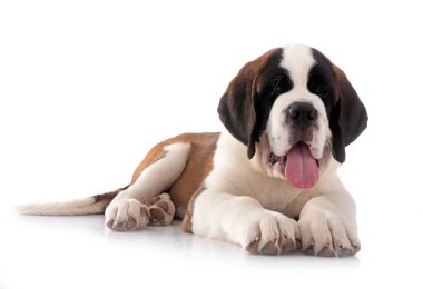Yavru Saint Bernard beyaz arkaplanın önünde