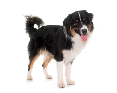 Beyaz arka plan önünde üç renkli Avustralyalı çoban