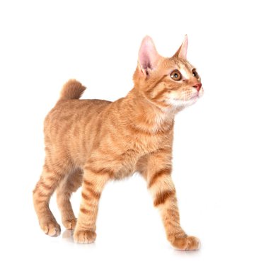 Beyaz arka plan önünde zencefil kedi