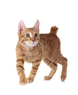 Beyaz arka plan önünde zencefil kedi