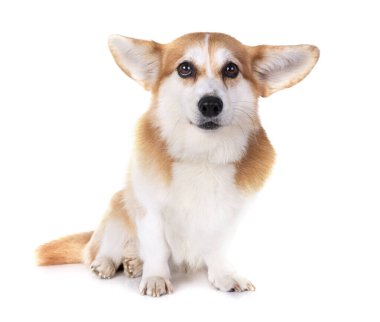 Beyaz arkaplan önünde Pembroke Galsh Corgi