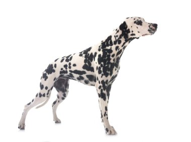 Yavru Dalmaçyalı beyaz arkaplan önünde