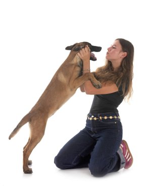 Beyaz arka planda Belçikalı çoban