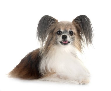 Beyaz arkaplan önünde papillon köpek