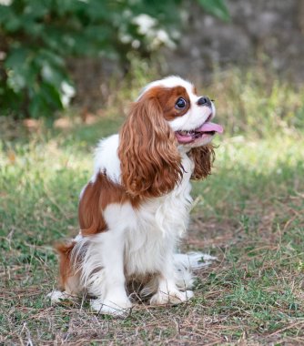 Süvari Kral Charles doğada, bir bahçede kalıyor.
