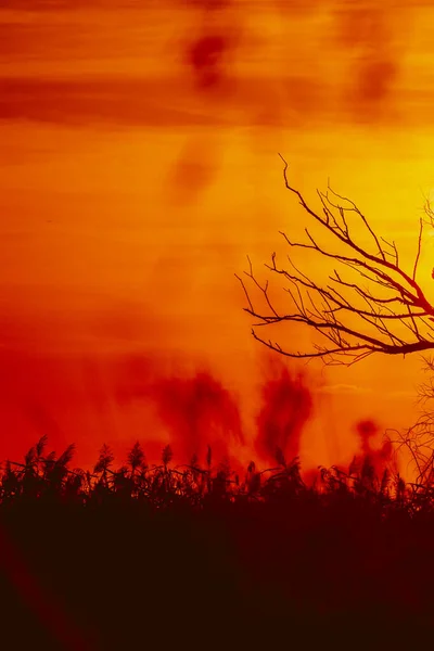 Uma Silhueta Árvore Sem Folhas Contra Pôr Sol Perfeito Silhueta — Fotografia de Stock