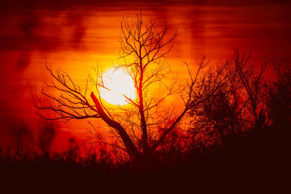 A leafless tree silhouette against a perfect sunset. Silhouette of a tree with sunset