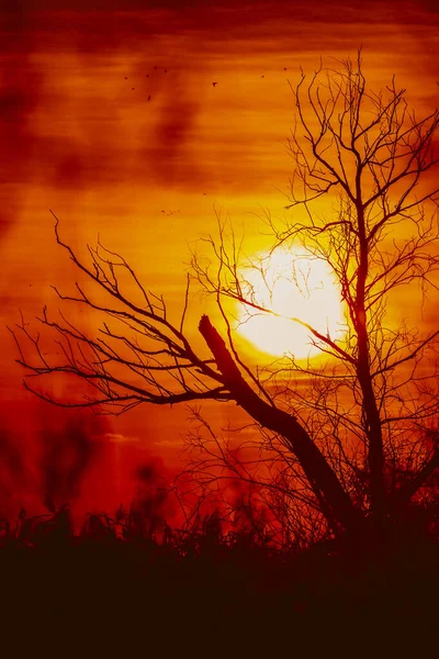 Μια Φυλλώδη Σιλουέτα Δέντρων Ενάντια Ένα Τέλειο Ηλιοβασίλεμα Σιλουέτα Δέντρου — Φωτογραφία Αρχείου