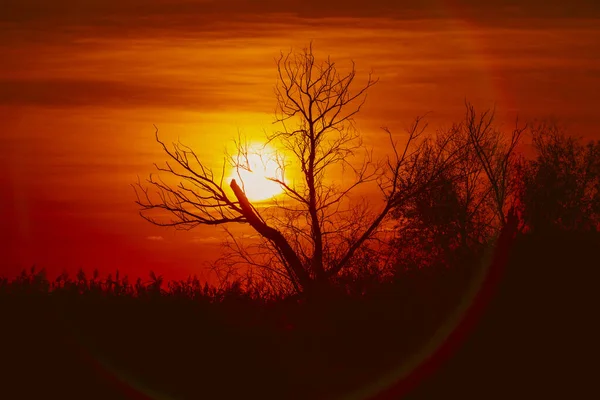 Uma Silhueta Árvore Sem Folhas Contra Pôr Sol Perfeito Silhueta — Fotografia de Stock