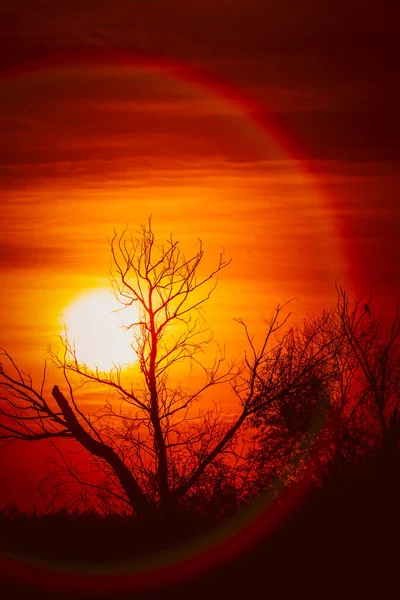 在完美的落日下 一棵无叶的树衬托着它的轮廓 夕阳西下的树的轮廓 图库照片