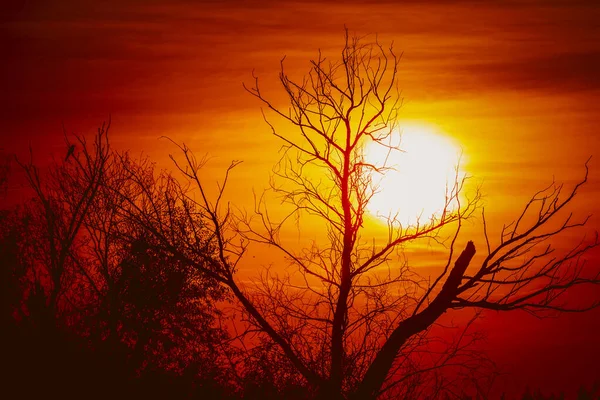 完璧な夕日に対する葉のない木のシルエット 日没の木のシルエット ロイヤリティフリーのストック写真