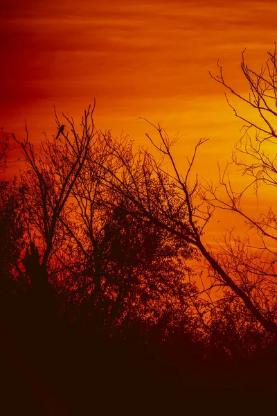 完璧な夕日に対する葉のない木のシルエット 日没の木のシルエット ストック写真