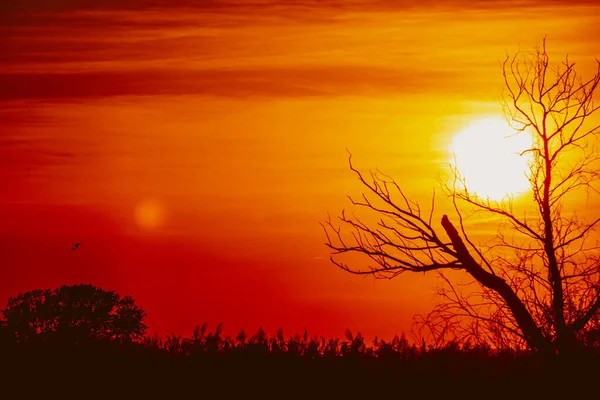Uma Silhueta Árvore Sem Folhas Contra Pôr Sol Perfeito Silhueta Imagens Royalty-Free