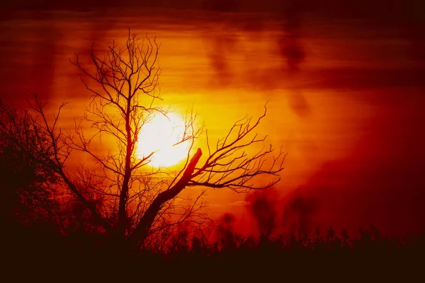 Uma Silhueta Árvore Sem Folhas Contra Pôr Sol Perfeito Silhueta Fotografias De Stock Royalty-Free