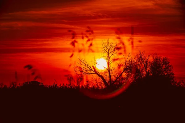 完璧な夕日に対する葉のない木のシルエット 日没の木のシルエット ストックフォト