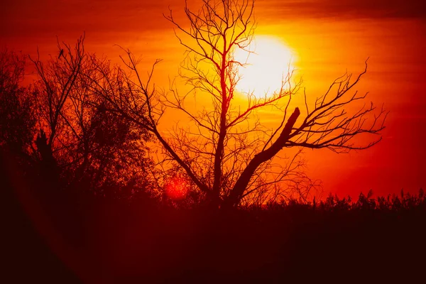 完璧な夕日に対する葉のない木のシルエット 日没の木のシルエット ストック写真