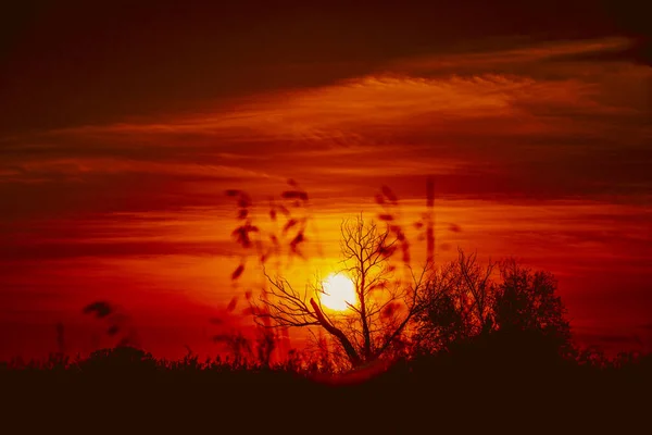 在完美的落日下 一棵无叶的树衬托着它的轮廓 夕阳西下的树的轮廓 图库图片