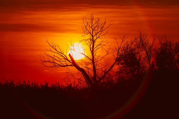 Mükemmel Bir Günbatımına Karşı Yapraksız Ağaç Silueti Gün Batımlı Bir - Stok İmaj