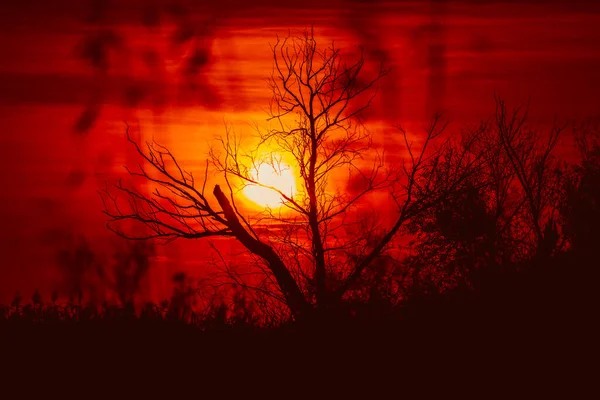 完璧な夕日に対する葉のない木のシルエット 日没の木のシルエット ロイヤリティフリーのストック画像