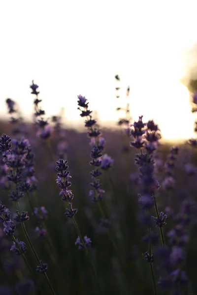 Närbild Skott Lavendel Blommor Royaltyfria Stockfoton