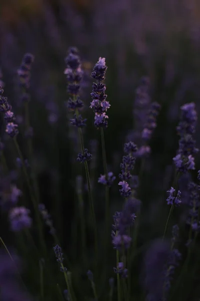 Närbild Skott Lavendel Blommor Stockbild