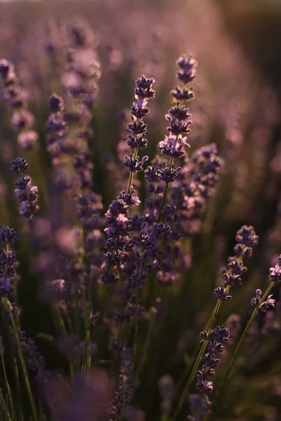 Närbild Skott Lavendel Blommor Stockbild