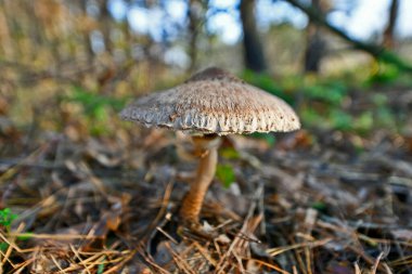 Ormanda sonbaharda vahşi orman mantarları.