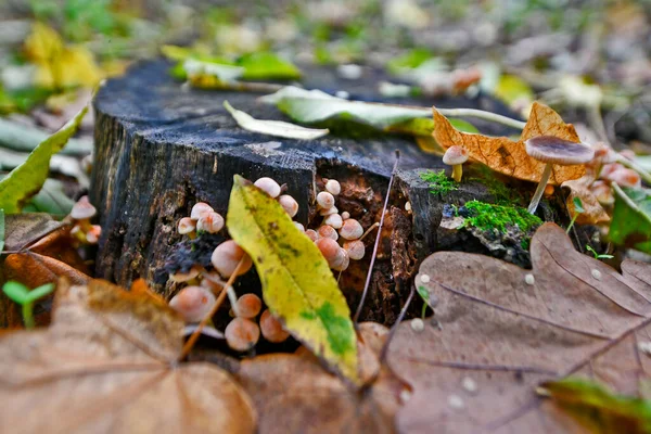 Дикие Лесные Грибы Поздней Осенью Лесу — стоковое фото