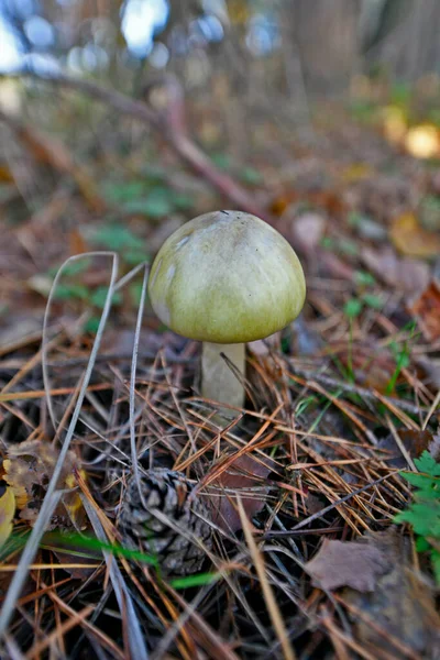 深秋森林里的野生森林蘑菇 — 图库照片