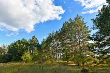 Doğu Ukrayna 'nın düzlüklerinin ve ormanlarının güzel manzaraları