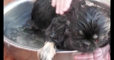 An adult woman grandmother bathes her pet Pekingese dog. The Pekingese is a sacred dog of Chinese emperors, bred in ancient China over 2,000 years ago.