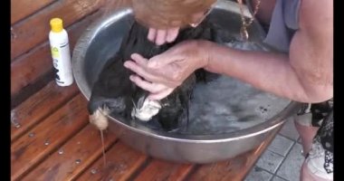 An adult woman grandmother bathes her pet Pekingese dog. The Pekingese is a sacred dog of Chinese emperors, bred in ancient China over 2,000 years ago.