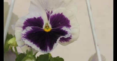 Petunia, or Petunia - a genus of herbaceous or semi-shrub perennial plants of the Solanaceae family, comes from tropical regions.