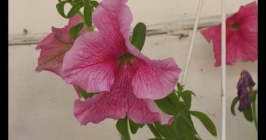 Petunia, or Petunia - a genus of herbaceous or semi-shrub perennial plants of the Solanaceae family, comes from tropical regions.