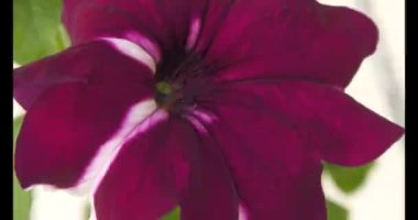 Petunia, or Petunia - a genus of herbaceous or semi-shrub perennial plants of the Solanaceae family, comes from tropical regions.