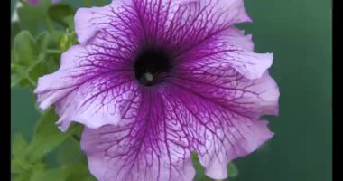 Petunia, or Petunia - a genus of herbaceous or semi-shrub perennial plants of the Solanaceae family, comes from tropical regions.