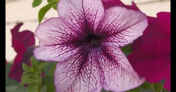 Petunia Petunia Genus Herbaceous Semi Shrub Perennial Plants Solanaceae Family — Vídeos de Stock