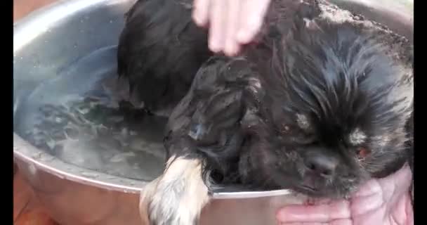Adult Woman Grandmother Bathes Her Pet Pekingese Dog Pekingese Sacred — Wideo stockowe