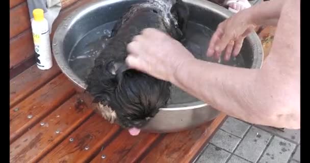 大人の女性の祖母はペットのペキンギス犬を入浴させます 北京人は2000年以上前に古代中国で飼育された中国の皇帝の神聖な犬です — ストック動画