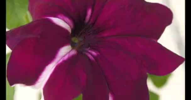 Petunia Petunia Genus Herbaceous Semi Shrub Perennial Plants Solanaceae Family — Stockvideo