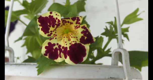 Petunia Petunia Genus Herbaceous Semi Shrub Perennial Plants Solanaceae Family — Stockvideo