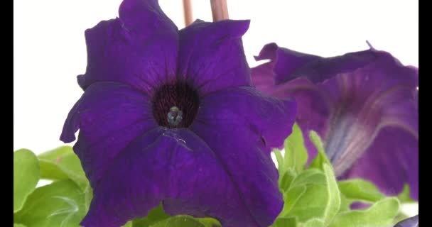 Petunia Petunia Genus Herbaceous Semi Shrub Perennial Plants Solanaceae Family — Vídeo de stock