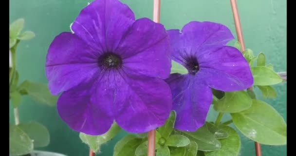 Petunia Petunia Genus Herbaceous Semi Shrub Perennial Plants Solanaceae Family — Vídeo de stock