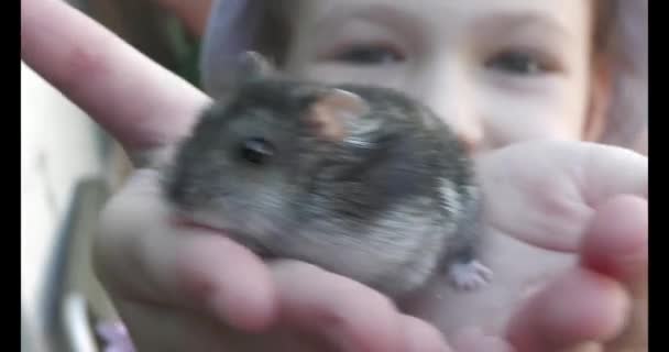 Child Girl Plays Her Pet Hamster Visiting Village Grandparents — Stockvideo