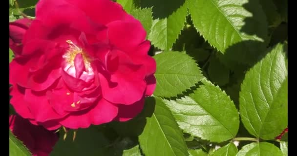 Rosehip Genus Plants Rosaceae Family Order Rosaceae Has Many Cultural — Wideo stockowe