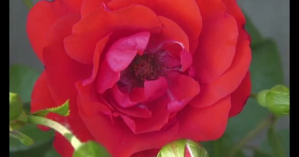 Rosehip Genus Plants Rosaceae Family Order Rosaceae Has Many Cultural — Stockvideo