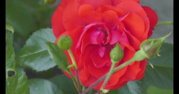 Rosehip Genus Plants Rosaceae Family Order Rosaceae Has Many Cultural — Stockvideo
