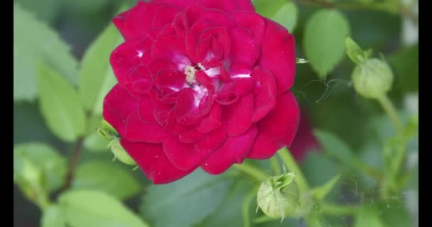 Rosehip Genus Plants Rosaceae Family Order Rosaceae Has Many Cultural — Wideo stockowe